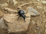SX17922 Blister beetle (Meloe violaceus) on rock.jpg